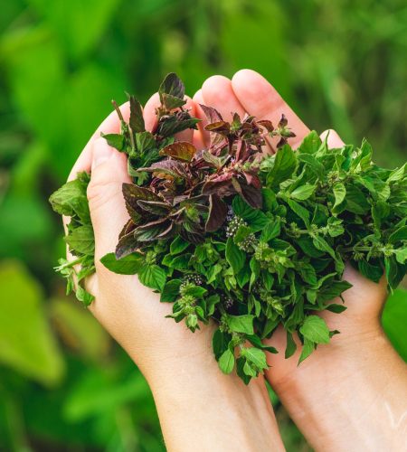full hands of mint. full hands of mint