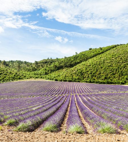 Provence Region, France. Lavander field at end of June