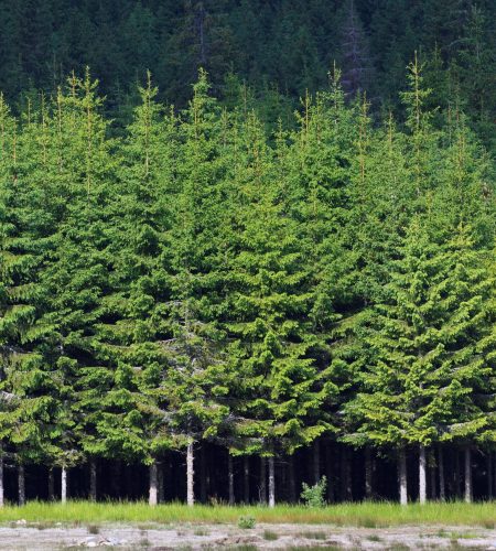 Background with a pine forest in spring
